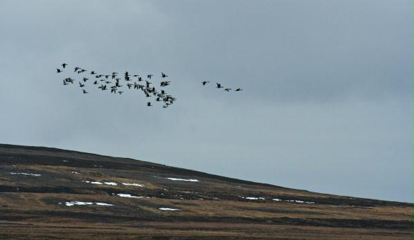 Pink-footed Goose <i>Anser brachyrhynchus</i>