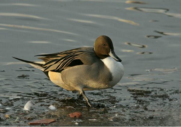 Pintail <i>Anas acuta</i>