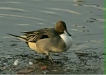 Pintail