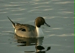 Pintail