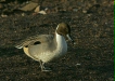 Pintail