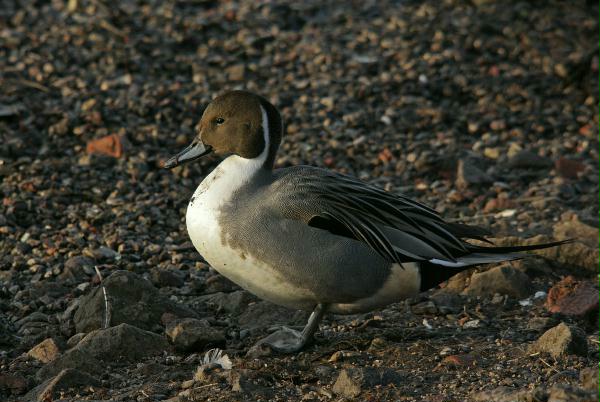 Pintail <i>Anas acuta</i>