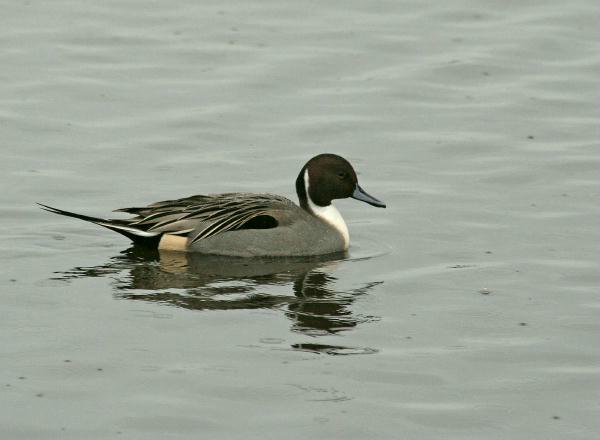 Pintail <i>Anas acuta</i>