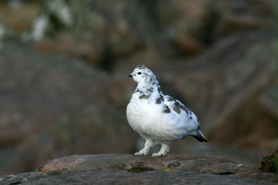 Ptarmigan <i>Lagopus mutus</i>