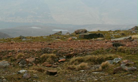 Ptarmigan <i>Lagopus mutus</i>