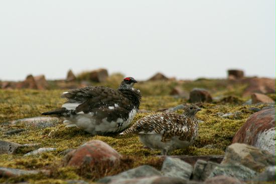 Ptarmigan <i>Lagopus mutus</i>