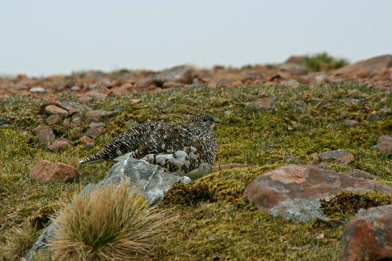 Ptarmigan <i>Lagopus mutus</i>