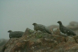 Ptarmigan <i>Lagopus mutus</i>