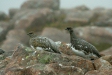 Ptarmigan <i>Lagopus mutus</i>