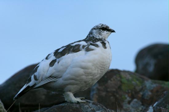 Ptarmigan <i>Lagopus mutus</i>
