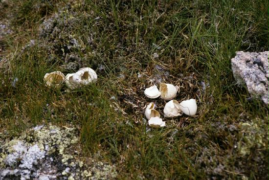 Ptarmigan <i>Lagopus mutus</i>