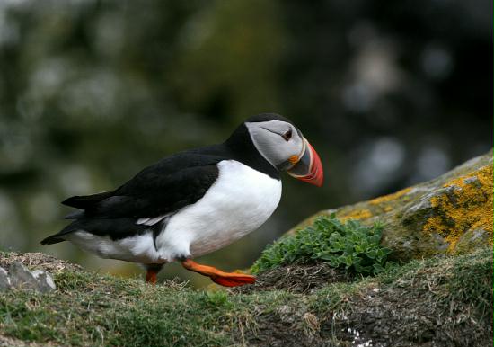 Puffin <i>Fractercula arctica</i>