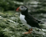 Puffin <i>Fractercula arctica</i>