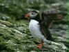 Puffin <i>Fractercula arctica</i>