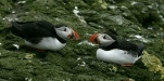 Puffin <i>Fractercula arctica</i>