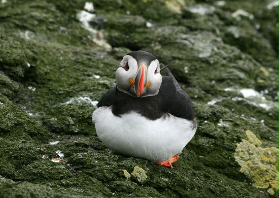 Puffin <i>Fractercula arctica</i>