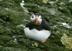 Puffin <i>Fractercula arctica</i>