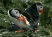Puffin <i>Fractercula arctica</i>