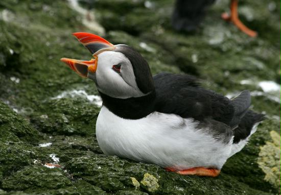 Puffin <i>Fractercula arctica</i>