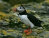Puffin <i>Fractercula arctica</i>