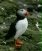 Puffin <i>Fractercula arctica</i>