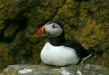 Puffin <i>Fractercula arctica</i>