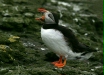Puffin <i>Fractercula arctica</i>