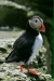 Puffin <i>Fractercula arctica</i>