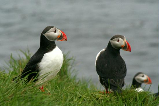 Puffin <i>Fractercula arctica</i>