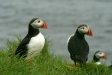 Puffin <i>Fractercula arctica</i>