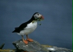 Puffin <i>Fractercula arctica</i>