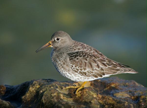 Purple Sandpiper <i>Calidris maritima</i>