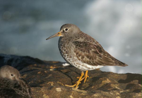 Purple Sandpiper <i>Calidris maritima</i>