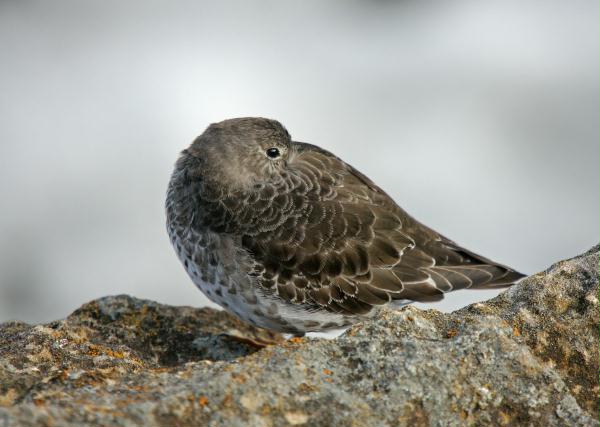 Purple Sandpiper <i>Calidris maritima</i>