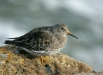 Purple Sandpiper