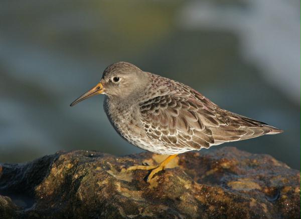 Purple Sandpiper <i>Calidris maritima</i>