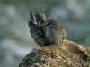 Purple Sandpiper