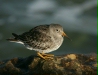 Purple Sandpiper