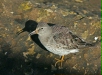 Purple Sandpiper