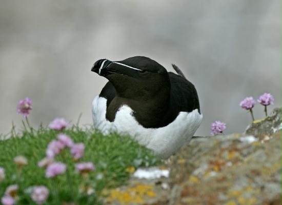 Razorbill <i>Alca torda</i>