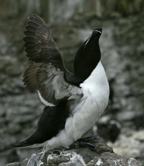 Razorbill <i>Alca torda</i>