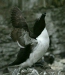 Razorbill