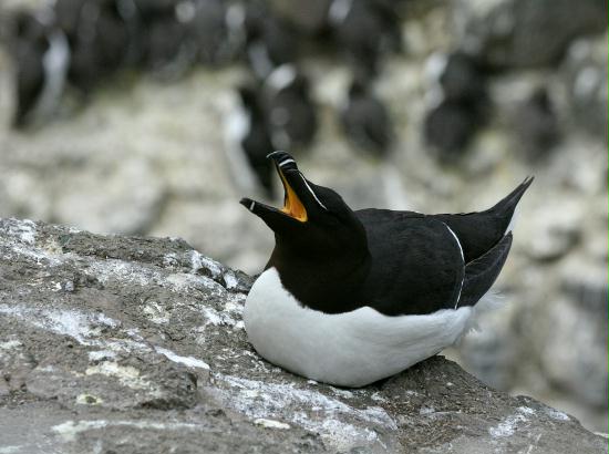 Razorbill <i>Alca torda</i>
