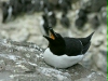Razorbill