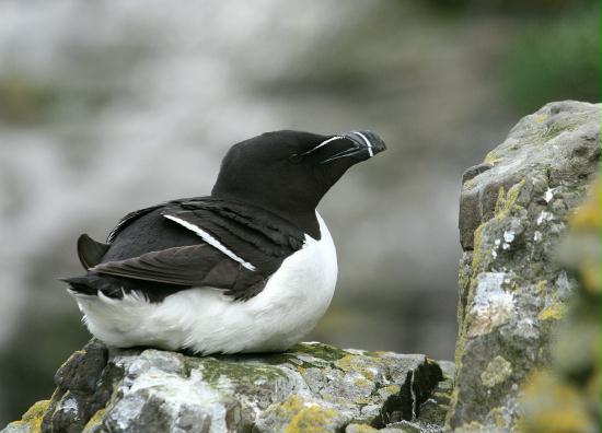 Razorbill <i>Alca torda</i>