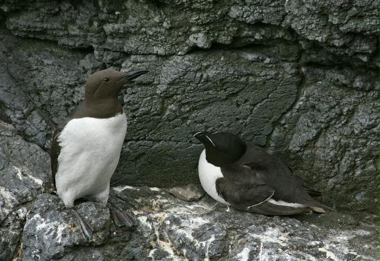 Razorbill <i>Alca torda</i>