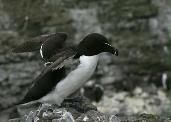 Razorbill <i>Alca torda</i>