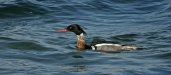 Red-breasted Merganser