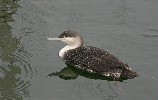 Red-throated Diver <i>Gavia stellata</i>