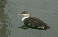 Red-throated Diver
